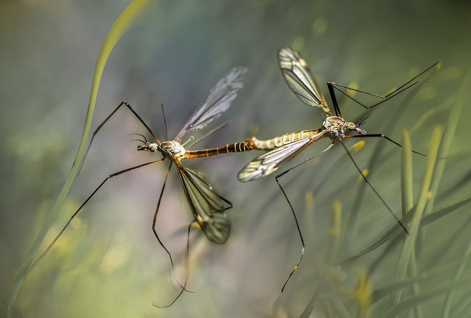 Mosquitoes