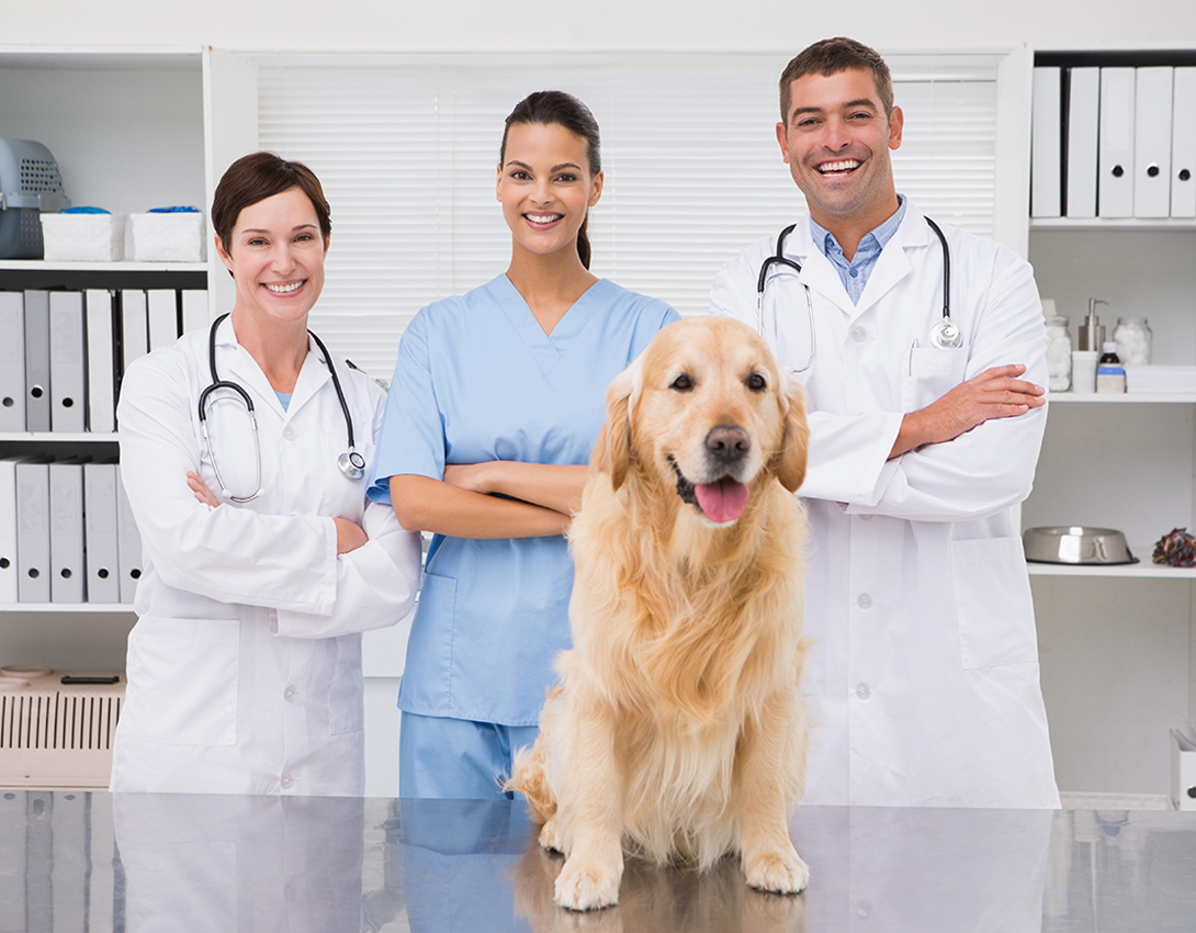 Seven Tips To Gain a Competitive Advantage in Veterinary Medicine