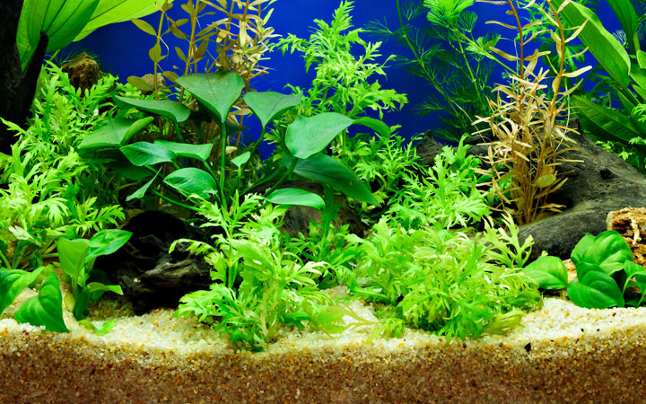 Own a Planted Aquarium- A Beginners’ Guide to Set up