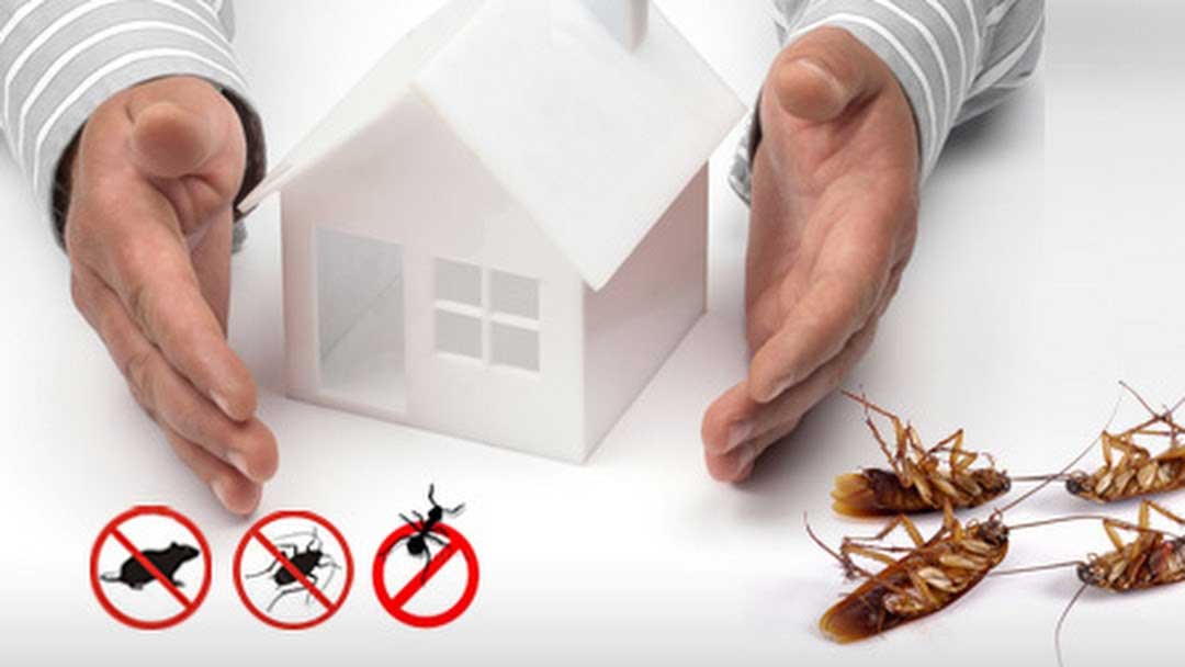 Keeping Pests Out of Your Home