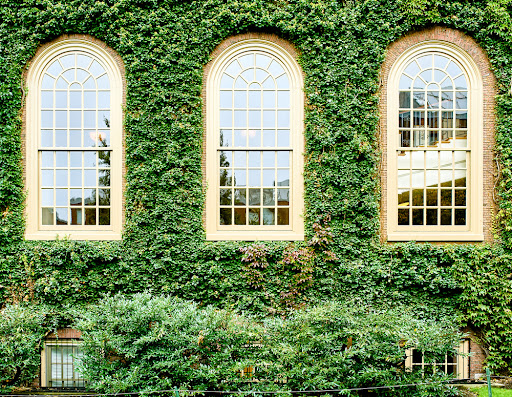 Ivy wall in Harvard at Cambridge, Massachusetts, USA.