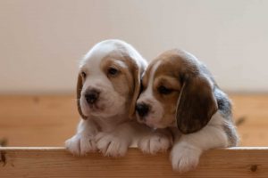 Before Bringing Home Your New Pet