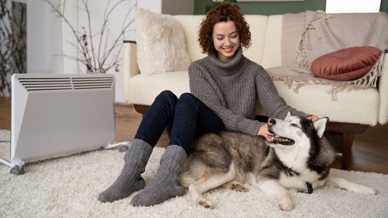 Some Best Rugs Your Dog Will Absolutely Love It!