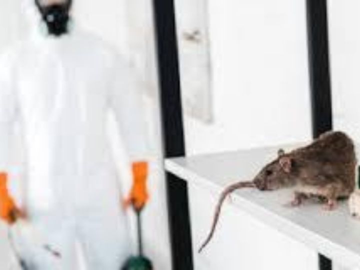 Rodent Infestation