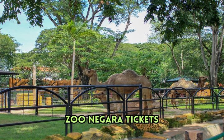 Zoo Negara Tickets: Prices, Packages & Visiting Tips
