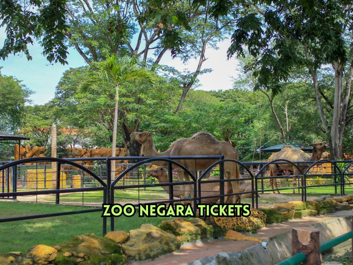 Zoo Negara Tickets: Prices, Packages & Visiting Tips