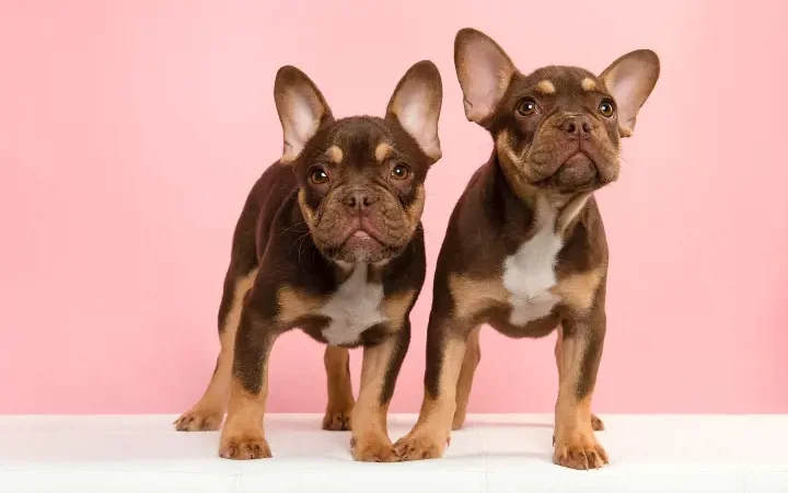 Furry French Bulldog Puppies Raised by Hand for Smooth Transitions to New Homes