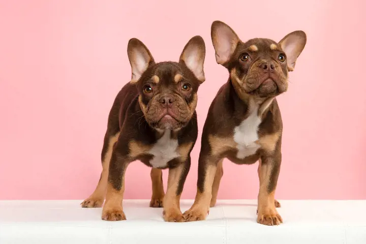 Furry French Bulldog Puppies Raised by Hand for Smooth Transitions to New Homes